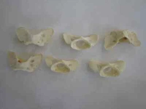 5 Coyote Vertebra Vertebrae Atlas Bones Jewelry Supplies Craft Bones - Picture 1 of 2