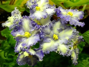 African Violet PLANT ~ MA'S CHING DYNASTY (Robinson) Stunning! Young Plant - Picture 1 of 3