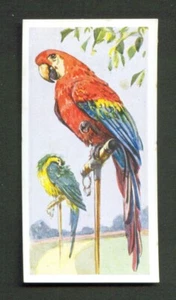 1937 Alpin & Barrett Whipsnade #10 MACAWS Wildlife Trade Card - Picture 1 of 2