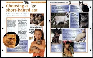 Short Haired Cat #3 Looking After Animals, Animals, Animals Fact File Page - Picture 1 of 1