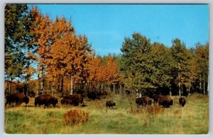 Canadian Buffalo, Vintage 1967 Chrome Postcard, Postal Services Slogan Cancel - Picture 1 of 2