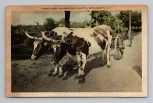 Yoked Oxen Evangeline Country Nova Scotia Canada postcard unposted - Picture 1 of 2