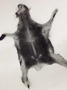 GRAY TANNED SWAKARA FUR SKIN HEAD PAWS PELT - Picture 1 of 3