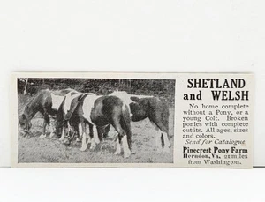 1914 Herndon Virginia PINECREST Pony Farm Shetland & Welsh Photo Print AD - Picture 1 of 1
