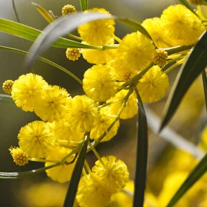 GUNDABLUIE 30 Seeds | Acacia Victoriae Sacred Shaman Medicinal Rare Exotic Plant - Picture 1 of 10