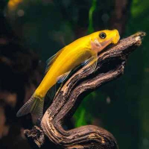 6-Pack Golden Algae Eater (Gyrinocheilus aymonieri) – Live Freshwater Fish - Picture 1 of 3