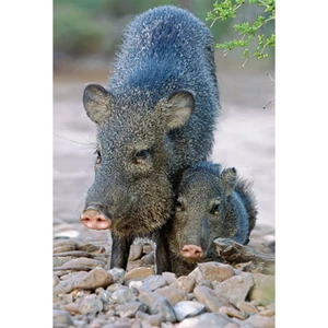 Javelina - Imán 3D para Frigorífico, Pizarra Blanca, Armario - Imagen 1 de 1