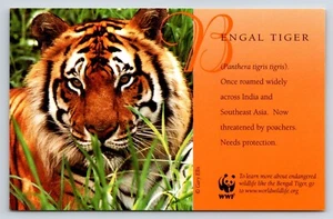 Postcard Engal Tiger, World Wildlife Fund Washington D.C. Endangered Wildlife - Picture 1 of 2