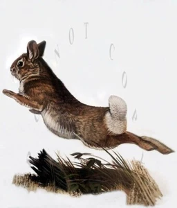 ANTIQUE REPRODUCTION ART 8X10  PHOTO PRINT COTTONTAIL RABBIT HUNTING - Picture 1 of 1