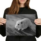 A4 BW - Cute Blonde Hamster Rodent Pet Poster 29.7X21cm280gsm #43836