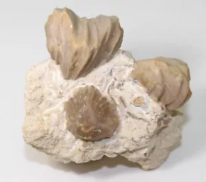 Brachiopoden, Burmirhynchia decorata, Jura, Bathon, Poix-Terron, FRA -x794 - Bild 1 von 7