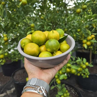 Calamondin , Calamansi ( Tac chua ) fruits from Orlando Florida Garden - Image 1 of 4