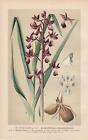 Orchis Laxiflora - Lockerblütiges Knabenkraut Litografía De 1894 Orquídeas