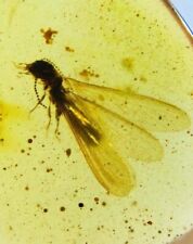 Fossil burmite Cretaceous Burmese amber termite insect fossil amber Myanmar