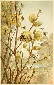 Honigbienen extrahieren Nektar aus Muschi Weidenzweigen in Frühlingsszenerie - Bild 1 von 5