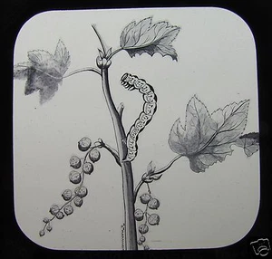 Glas Zauber Laterne Dia LAVA DER ELSTERMOTTE UM 1910 NATUR KATAPILLAR - Bild 1 von 2