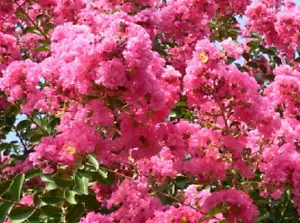 Tree Rose Jupiter Beautiful 50 Seeds - Seeds - Picture 1 of 1