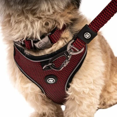 BAND NEW Silver Paw Collar, Leash and Harness Set CLEARANCE SALE - Image 1 of 4