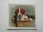 Godfrey Phillips ~ 1936 Our Puppies Cigarette Card M30 Variants (e5)