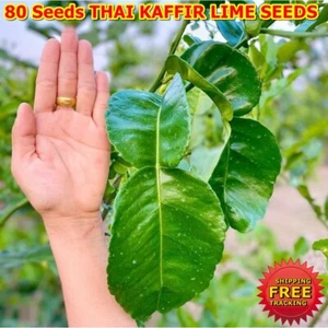 SEMILLAS DE LIMA KAFFIR TAILANDÉS S5 Fragante Fuente Orgánica Entrega Gratuita Alimentos 80 Semillas - Imagen 1 de 9