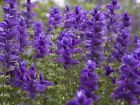 6 Salvia Viridis Blue Monday Plug Plants. Edging. Borders. Hormium. Clary Sage