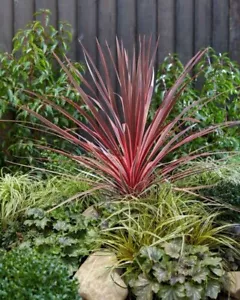 AS 1893ZU Cordyline Australis Red Gardenplants Seeds Zaden Seeds Qty 3 - Picture 1 of 1