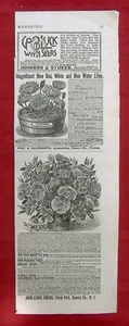 VINTAGE AD THE HOME MAGAZINE LATE 1800's - PIKE & ELLSWORTH WATER LILIES - Picture 1 of 1