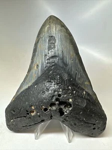 Megalodon Haizahn 5,60 Zoll - riesig - schwarzes Fossil - echt - selten 16817 - Bild 1 von 8
