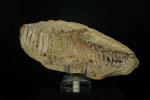 Fish Scale Fossil / Fossil Specimen - Picture 1 of 2