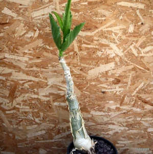 D1724 CYPHOSTEMMA CISSUS JUTTAE maceta 28-H52-W12 cm MaMa Cactus - Imagen 1 de 4