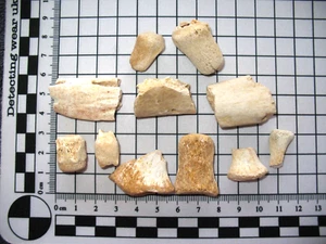 Cretaceous fossil ray shark fish reptile Morocco - Mosasaur bones vertebrae #6 - Bild 1 von 7