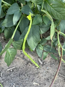 Green Noodle Schlangenbohne Meterbohne Yard Long Bean - Bild 1 von 4