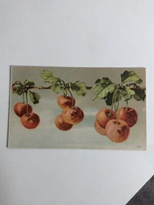 ANTIGUA POSTAL EN RELIEVE manzanas colgantes divididas a principios de 1900, sin publicar - Imagen 1 de 2