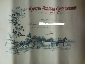 grande diploma comizio agrario Forlì mostra equina 1909 66x53cm - Picture 1 of 1