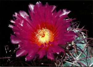 CACTUS, ECHINOCACTUS HORIZONTHALONIUS, NOTE CARD - Picture 1 of 1