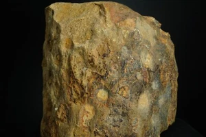 Lepidodendron Scale Tree Fossil / Central States, USA / Carboniferous Fossil Spe - Picture 1 of 3