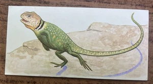 Vintage - 1962 - Gelles Widmer - Reptile CARD -21. Collard Lizard - Picture 1 of 2