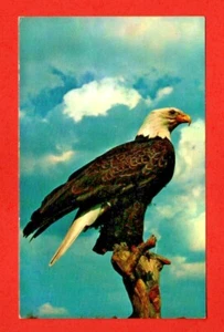 AMERICAN BALD EAGLE postcard bird hawk owl animal US NATIONAL SYMBOL - Bild 1 von 2