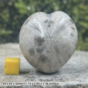 Fósil equinoide micraster pulido - erizo de mar genuino del Cretácico de - Imagen 1 de 1