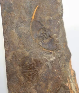 Trilobit, Paedeumias clarki, Kambrium, Providence Mountains,Californien,USA-k334 - Bild 1 von 6