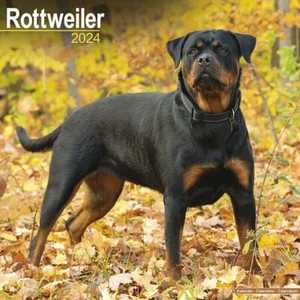 Calendrier 2024 - ROTTWEILER - Picture 1 of 2