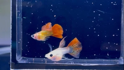 Raro - 1 Par - Phoenix Ribbon FinC Guppy Fish - Guppies de Alta Calidad Foto 1 de 4