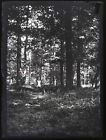 France Woman IN A Forest c1920 Photo Negative Plate Glass Vintage V32n