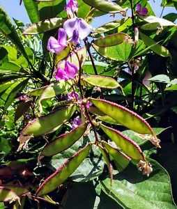 Hyacinth Bean Vine, Bataw, Dolichos Lablab 20 Fresh Organic Seeds - Picture 1 of 10