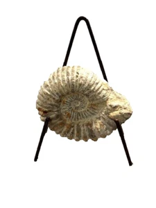 Shell stone fossil 7" h x 7.25" w x 4" d - Picture 1 of 4