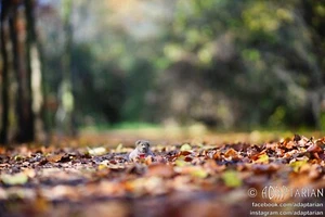 ROW VISIONAR 130/1.9 (Carl Zeiss Jena) converted to M42 + focusing | SAMPLES - Picture 1 of 17