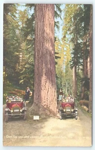 Postkarte Riesentannen gesehen nach Betreten des Rainier Nationalparks Washington altes Auto - Bild 1 von 2