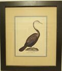Framed And Double Matted Waterfowl Duck Print 15" X 17"