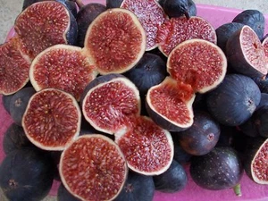 50 fresh seeds mini purple fig tree - Picture 1 of 1