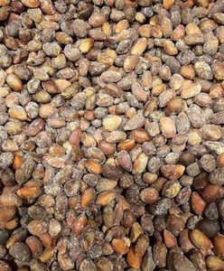 Roasted & Salted New Mexico Pinon Nuts 3 lbs bag 2024 New Crop - Picture 1 of 1
